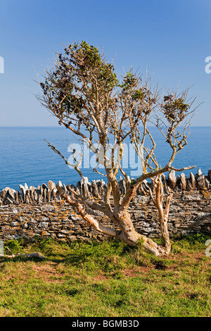 Tree and Dry Stone Wall nei pressi di Warren Point, Little Dartmouth, Devon, Inghilterra, Regno Unito Foto Stock