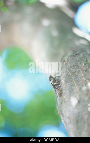 Cicala appollaiato sul tronco di albero Foto Stock