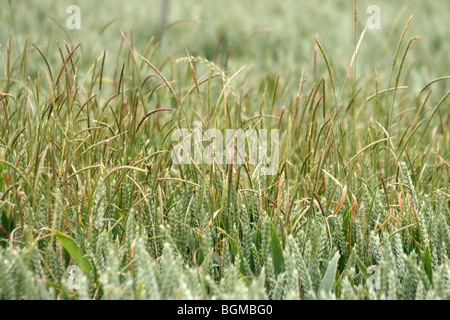 Black Grass Alopecurus mvosuroides crescente nel frumento Foto Stock