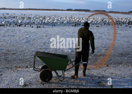 Whooper Swan tempo di alimentazione a Martin mera WWT, LANCASHIRE REGNO UNITO Foto Stock