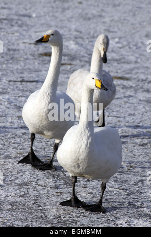 Famiglia di Whooper cigni Cygnus cygnus camminando sul ghiaccio congelato a Martin mera WWT, LANCASHIRE REGNO UNITO Foto Stock