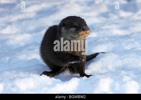 Oriental piccoli artigli Otter Cub Aonyx cinerea in Snow prese a Martin mera WWT, LANCASHIRE REGNO UNITO Foto Stock