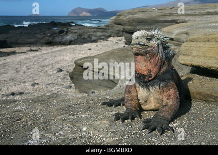Iguana marina (Amblyrhynchus cristatus), Puerto Egas sull isola di Santiago / Isola di San Salvador, Isole Galapagos, Ecuador Foto Stock