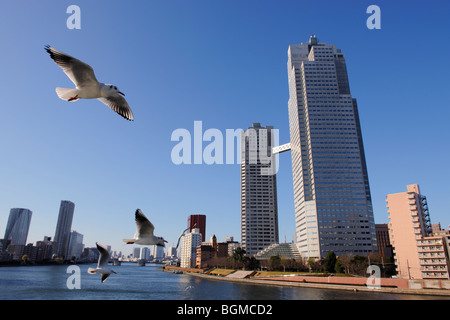 Gabbiani sorvolano il fiume Sumida Kachidoki vicino Ponte. Tsukuda-Ohashi, Chuo-ku, Tokyo, Giappone Foto Stock