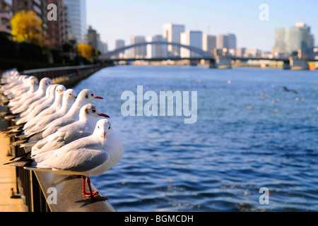 Gabbiani appoggiato accanto al fiume Sumida Kachidoki vicino Ponte. Tokyo, Giappone Foto Stock