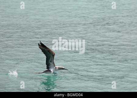 Blu-footed Booby (Sula nebouxii excisa) tenuto fuori dal mare, Puerto Ayora sull isola di Santa Cruz, Isole Galapagos, Ecuador Foto Stock