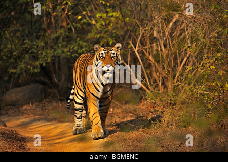 Tiger passeggiate attraverso le erbe nel parco nazionale di Ranthambore Foto Stock