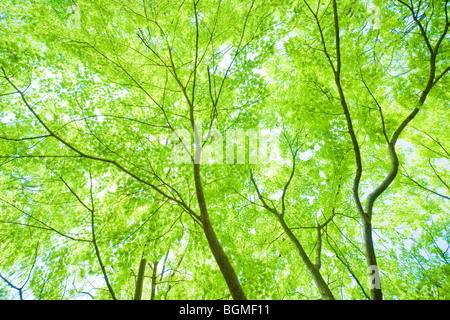 Grandi alberi verdi Otsu nella prefettura di Shiga Giappone Foto Stock