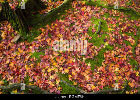 Foglie cadute a terra accanto al tronco di albero Yamashina-ku Kyoto in Giappone Foto Stock