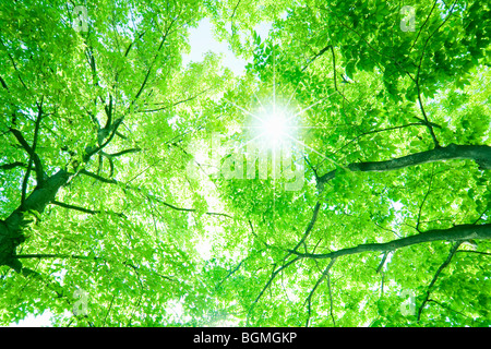 Sole che splende attraverso Formosa dolci alberi di gomma Foto Stock