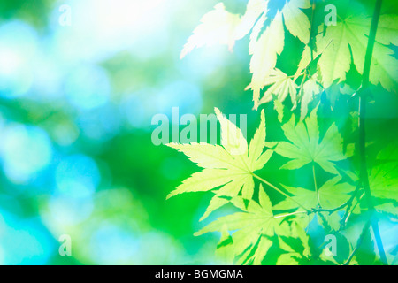 Albero di acero lascia nella luce solare Foto Stock