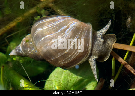 Grande stagno lumaca (Lymnaea stagnalis), Belgio Foto Stock