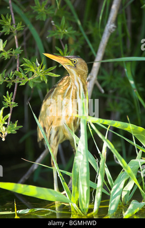 Tarabusino Ixobrychos minutus Appollaiato tra vegetazione a Faneromeni River, Lesbo, Grecia in aprile. Foto Stock