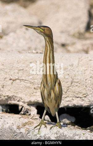 Tarabusino Ixobrychos minutus appollaiato sulla roccia a Kalloni East River, Lesbo, Grecia in maggio. Foto Stock