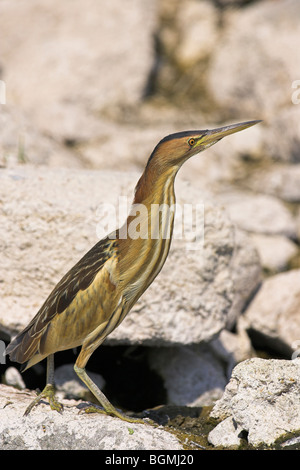 Tarabusino Ixobrychos minutus appollaiato sulla roccia a Kalloni East River, Lesbo, Grecia in maggio. Foto Stock