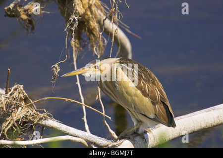 Tarabusino Ixobrychos minutus appollaiato sul ramo a sbalzo in corrispondenza di Kalloni East River, Lesbo, Grecia in maggio. Foto Stock