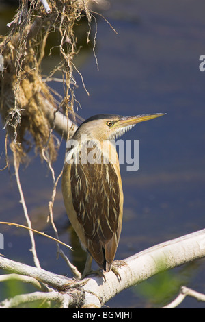 Tarabusino Ixobrychos minutus appollaiato sul ramo a sbalzo in corrispondenza di Kalloni East River, Lesbo, Grecia in maggio. Foto Stock