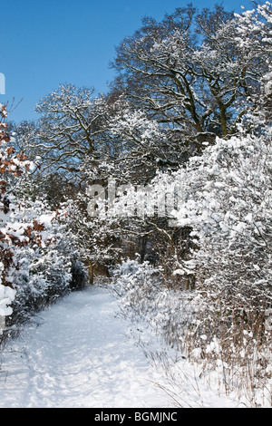 Inglese percorso di foresta in inverno scena di neve Hertfordshire, Regno Unito Foto Stock