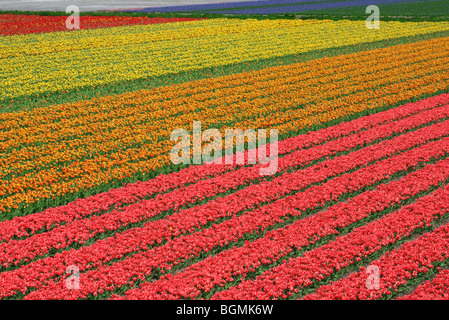 Field with rows of cultivated colourful tulips (Tulipa sp.) in Holland, the Netherlands Foto Stock