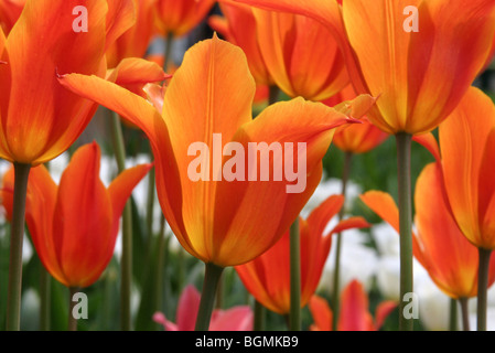 Arancione tulipani coltivati (Tulipa sp.), in Olanda, Paesi Bassi Foto Stock