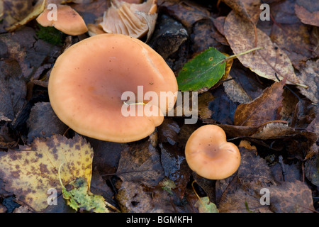 Bruno tappo ad imbuto Lepista flaccida funghi corpi fruttiferi in crescita in figliata di foglia Foto Stock