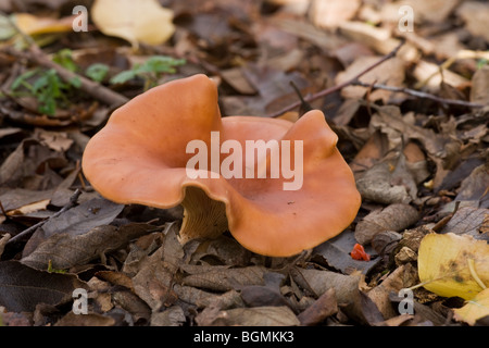 Bruno tappo ad imbuto Lepista flaccida funghi corpi fruttiferi in crescita in figliata di foglia Foto Stock