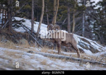 Un maschio maturo Bighorn in piedi su un lato montagna Foto Stock