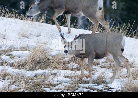 Un mulo cervo buck rovistando lungo una coperta di neve hillside Foto Stock