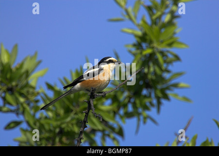 Masked Shrike Lanius nubicus maschio arroccato nella boccola vicino Kalloni, Lesbo, Grecia in aprile. Foto Stock