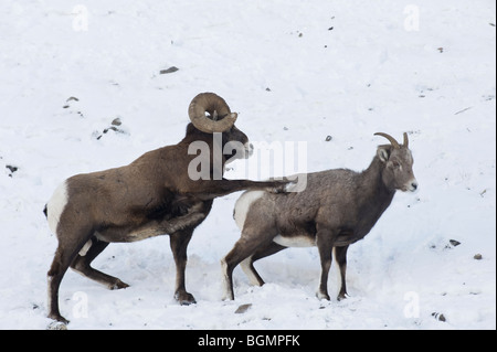 Due i Bighorn su una coperta di neve pendio nel Parco Nazionale di Jasper Alberta Canada Foto Stock