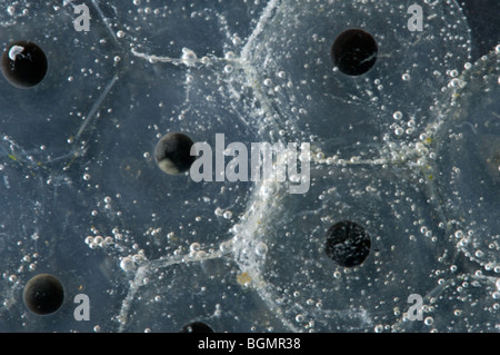 Frogspawn contenenti embrioni di comune europeo rana marrone (Rana temporaria) in stagno Foto Stock