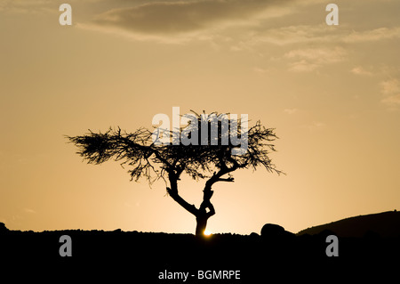 Un lone Acacia stagliano contro l'affievolimento del tramonto nel deserto della Giordania Meridionale Foto Stock