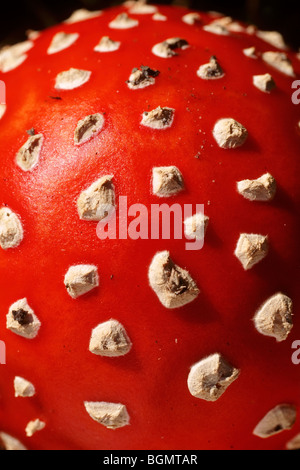 In prossimità dei punti di colore bianco sul tappo del Fly agaric (fungo amanita muscaria) Foto Stock