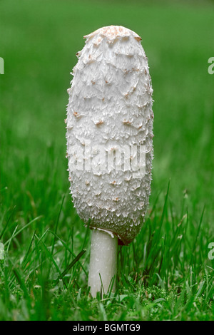 Shaggy copertura di inchiostro / avvocato wig / shaggy mane (Coprinus comatus) all'inizio fase di crescita Foto Stock