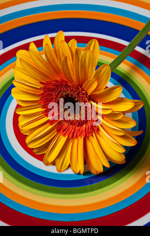 Gerbera daisy con cerchi piastra Foto Stock