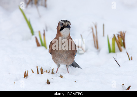 Eurasian Ghiandaia Garrulus glandariusadult appollaiato sulla coperta di neve la massa Foto Stock