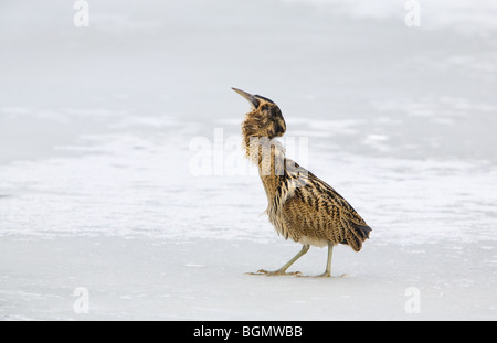 Tarabuso Botaurus stellaris adulto su strade coperte di neve ghiaccio @ Piper Marshhaving appena inghiottito il pesce Foto Stock