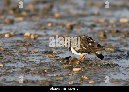 Voltapietre Arenaria interpres adulto in non-allevamento del piumaggio a camminare su una spiaggia ghiaiosa Foto Stock