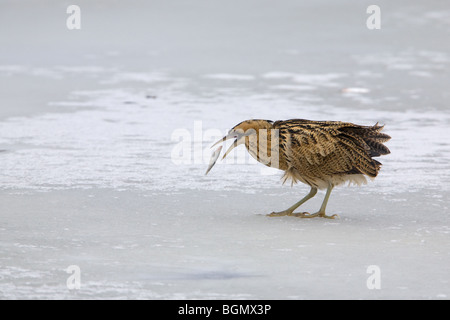 Tarabuso Botaurus stellaris adulto su congelati coperta di neve ghiaccio @ Piper Marsh circa di inghiottire il pesce Foto Stock