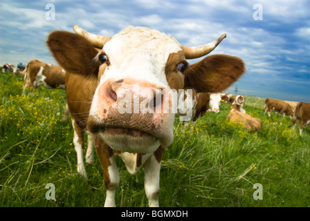 Una mucca inerbimento sul campo, guardando al fotografer Foto Stock