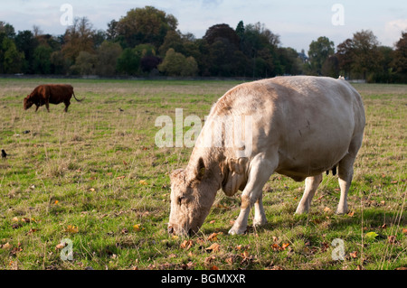 Free range mucche al pascolo,Petersham,Surrey Foto Stock