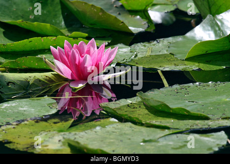Ninfea Bianca (Nymphaea sp.) in fiore in stagno, Francia Foto Stock