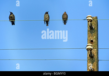 Per gli storni comune (Sturnus vulgaris) sul filo telefonico, Belgio Foto Stock