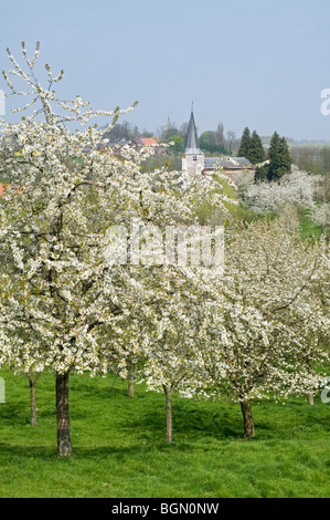 Frutteto con alberi di ciliegia fioritura (Prunus avium) e vista sul villaggio Kuttekoven, Hesbaye, Belgio Foto Stock