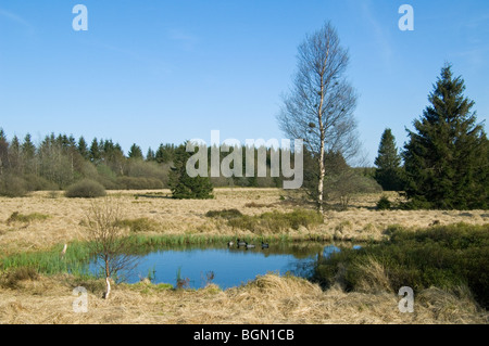 Germani reali / anatre selvatiche (Anas platyrhynchos) nuotare nel laghetto / palsa su mori delle Hautes Fagnes / Hautes Fagnes, Belgio Foto Stock