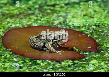 Comune Europea rana marrone (Rana temporaria) seduto su acqua lily pad tra lenticchie d'acqua in stagno Foto Stock