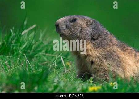 Alpine marmotta (Marmota marmota) nel prato, il Parco Nazionale del Gran Paradiso, Alpi Italiane, Italia Foto Stock