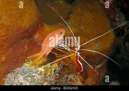 Femmina Fata Lyretail Anthias o Basslet, Pseudanthias squamipinnis, essendo pulito mediante un pulitore di gamberi Lysmata amboinensis. Foto Stock