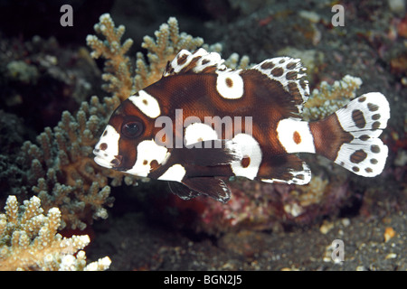 Adolescente, o sub-adulto Sweetlips Clown, noto anche come molti chiazzato, o Arlecchino Sweetlips, Plectorhinchus chaetodonoides. Foto Stock