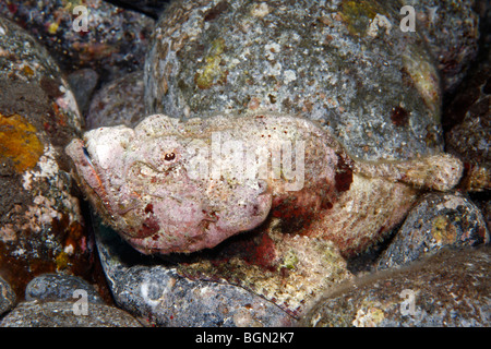 Falso Stonefish, o scorpioniere del diavolo, Scorpaenopsis diabolus. Tulamben, Bali, Indonesia. Mare di Bali, Oceano Indiano. Foto Stock